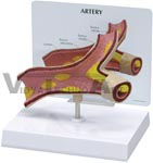  Artery Section Model